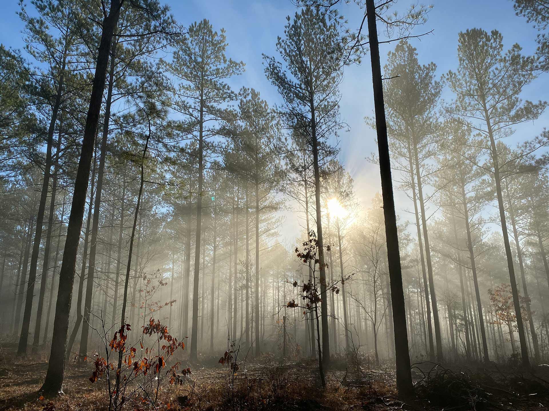Skog i morgenlys