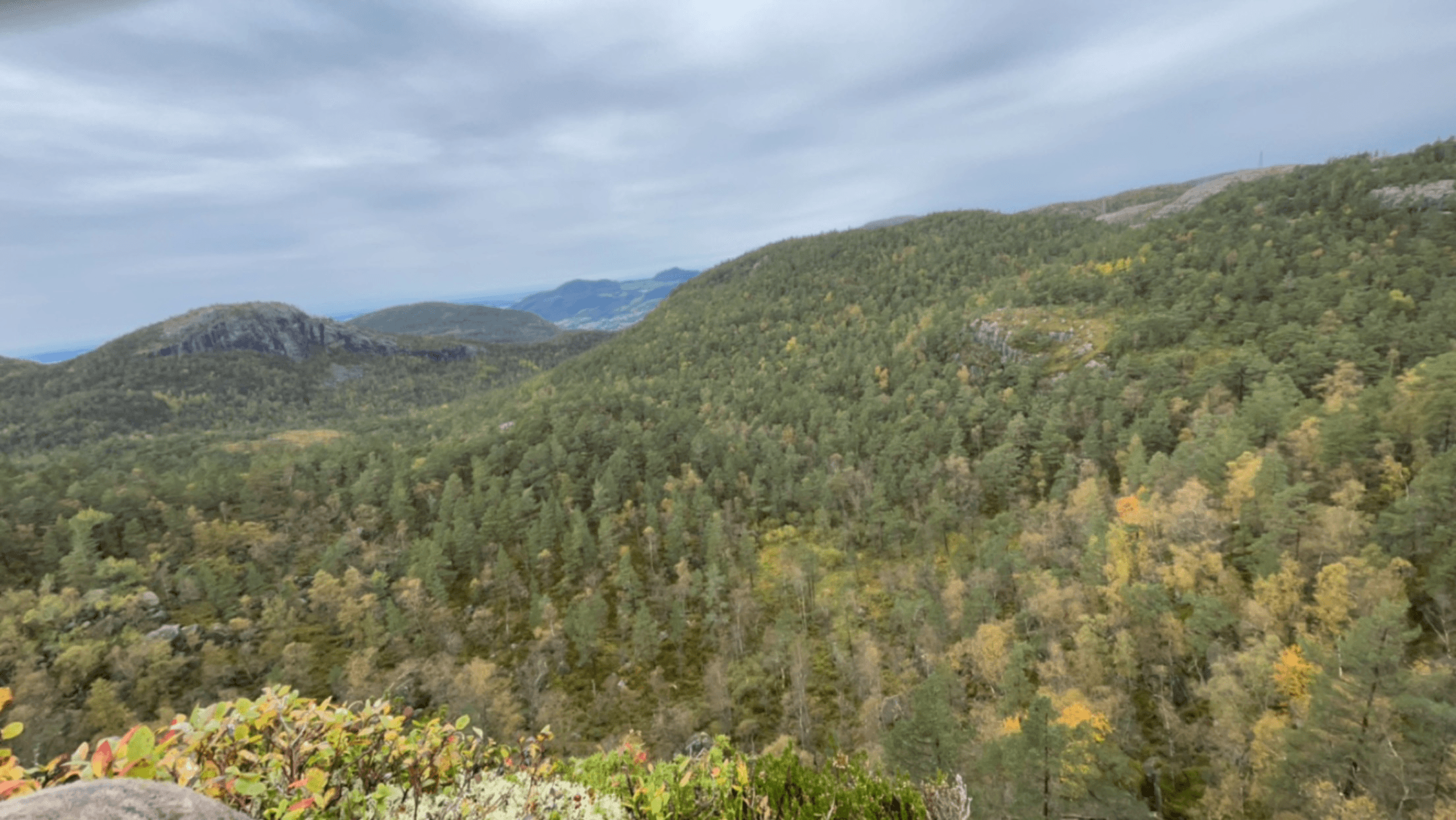 Hjortejakt i Ryfylke (Strand og Hjelmeland JFF)
